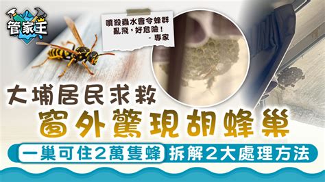 屋外有蜂巢|處理蜂巢｜大埔居民求救窗外驚現胡蜂巢 一巢可住2萬 